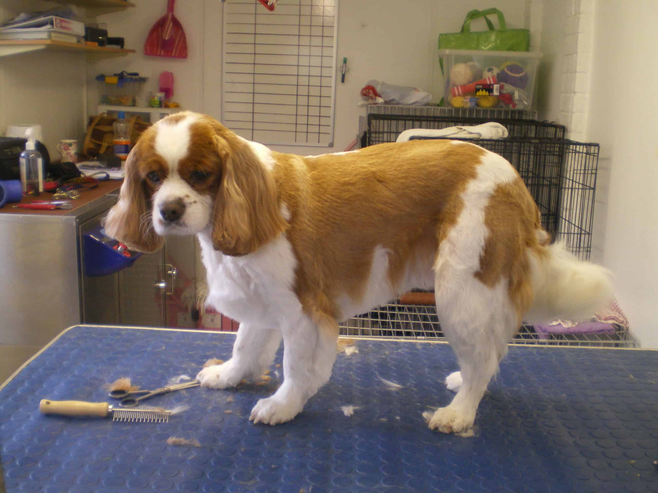 King Charles After