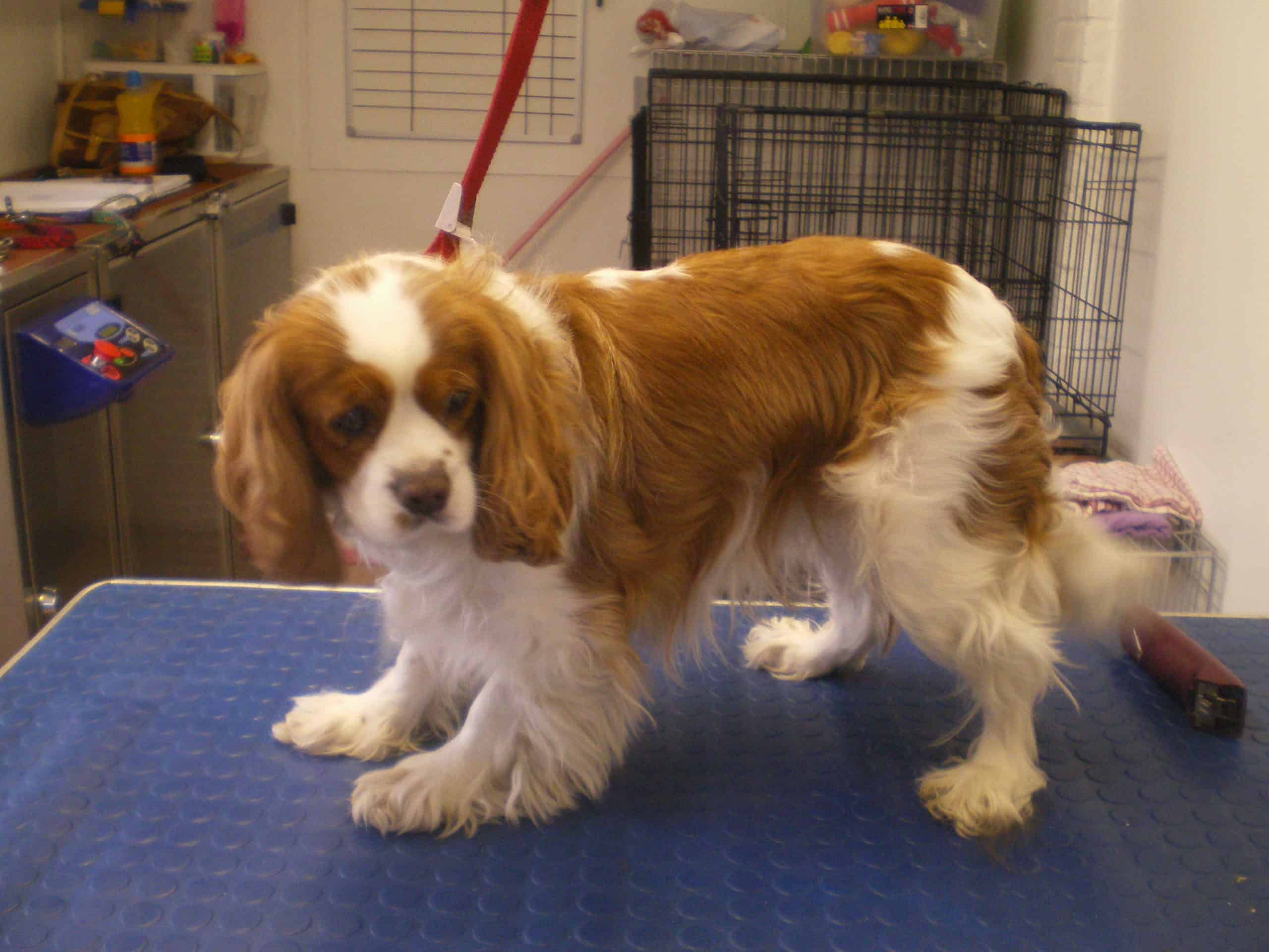 King Charles Before