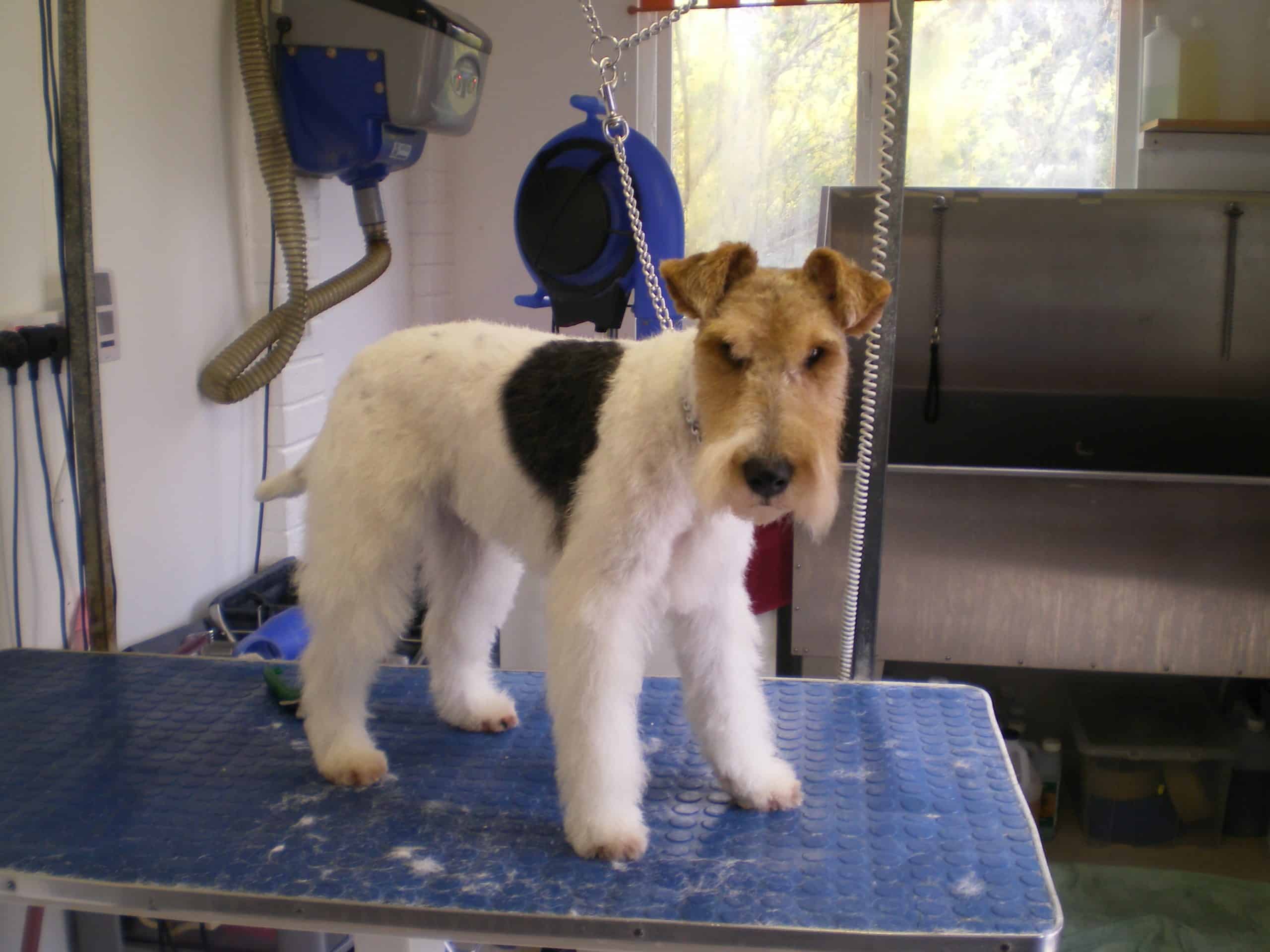 Fox Terrier After