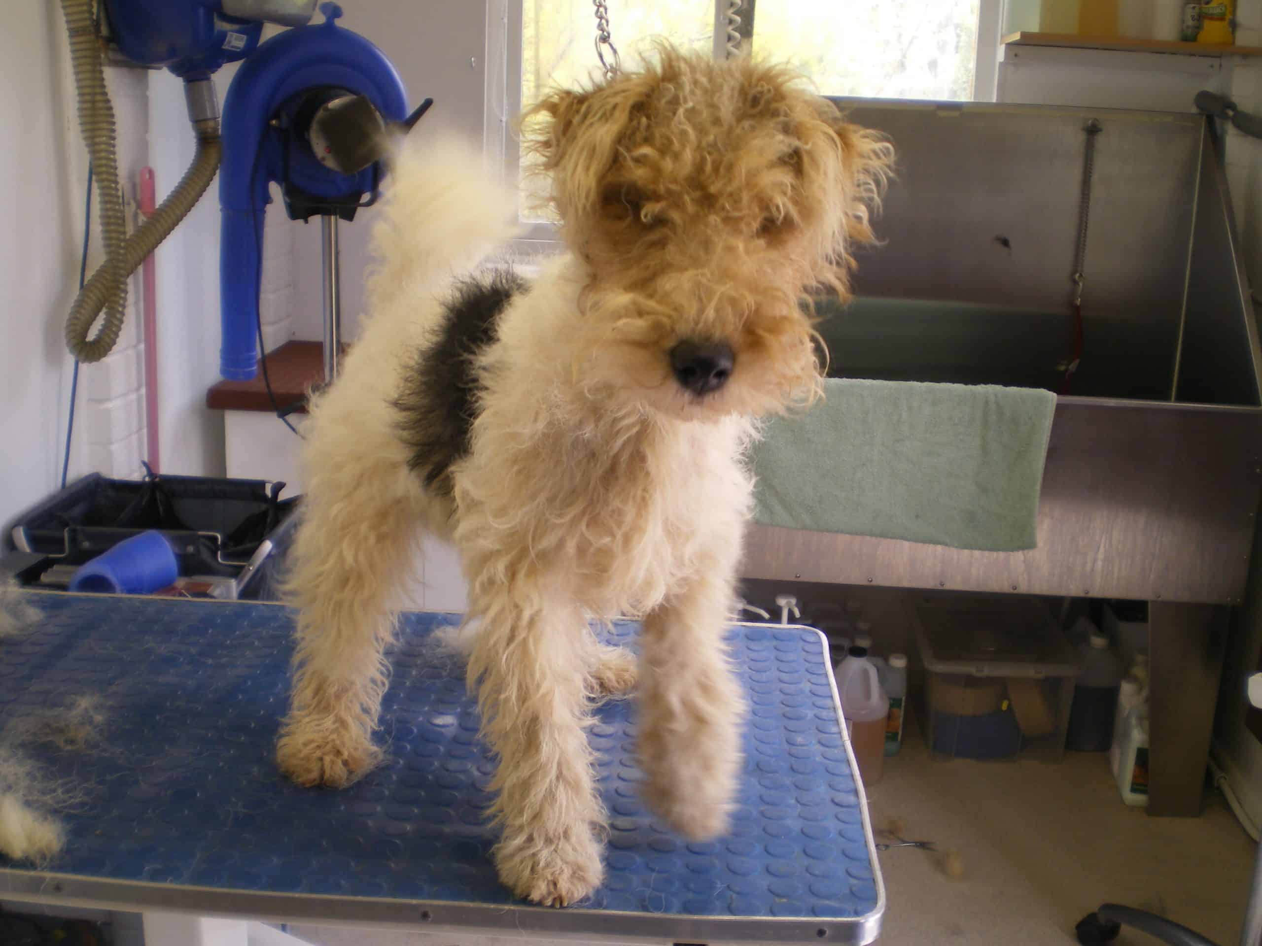 Wire Fox before