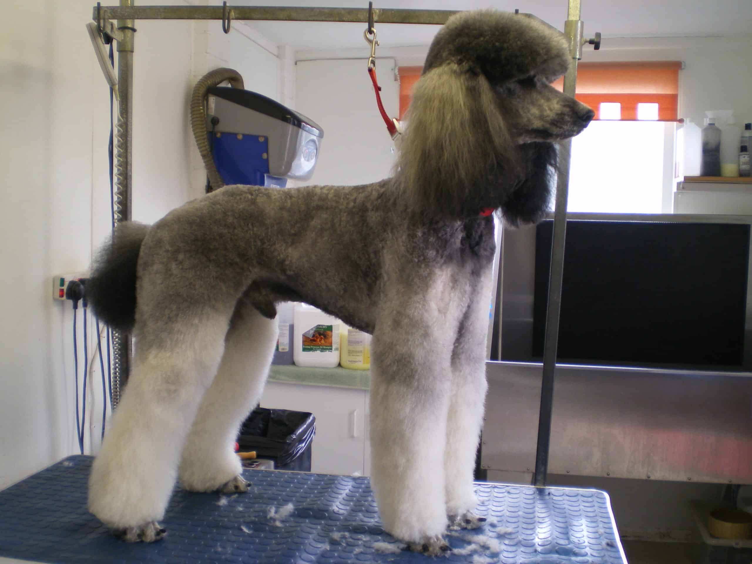 Grey Poodle After