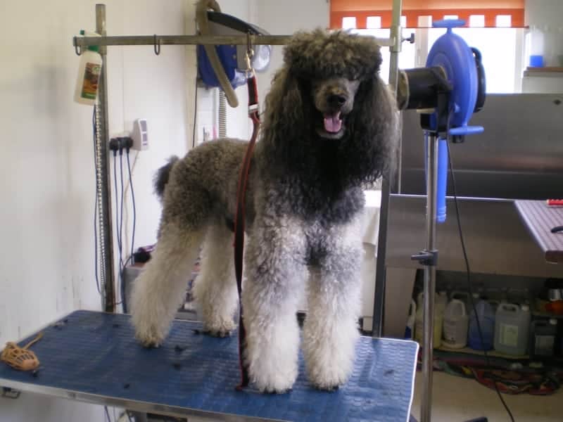 Grey Poodle Before