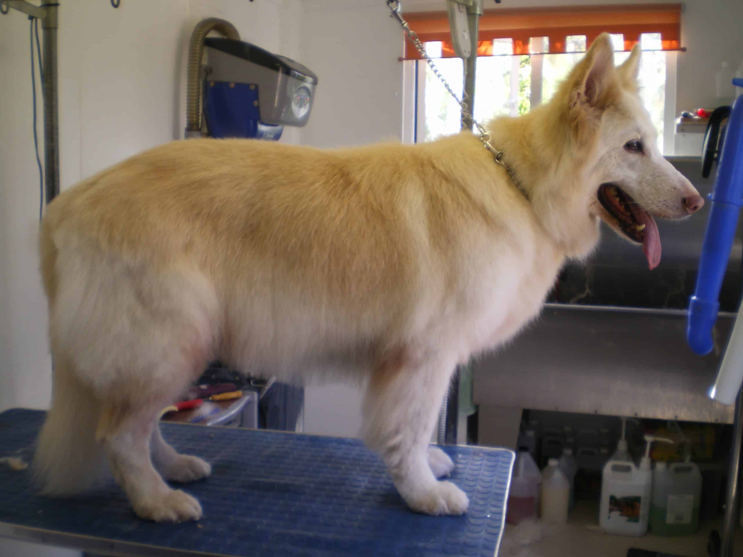 Pale German Shepard