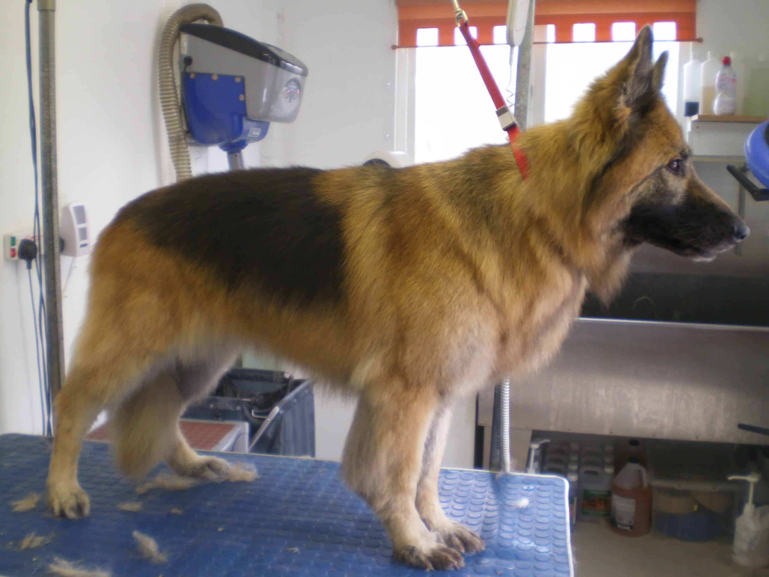 Tan German Shepard