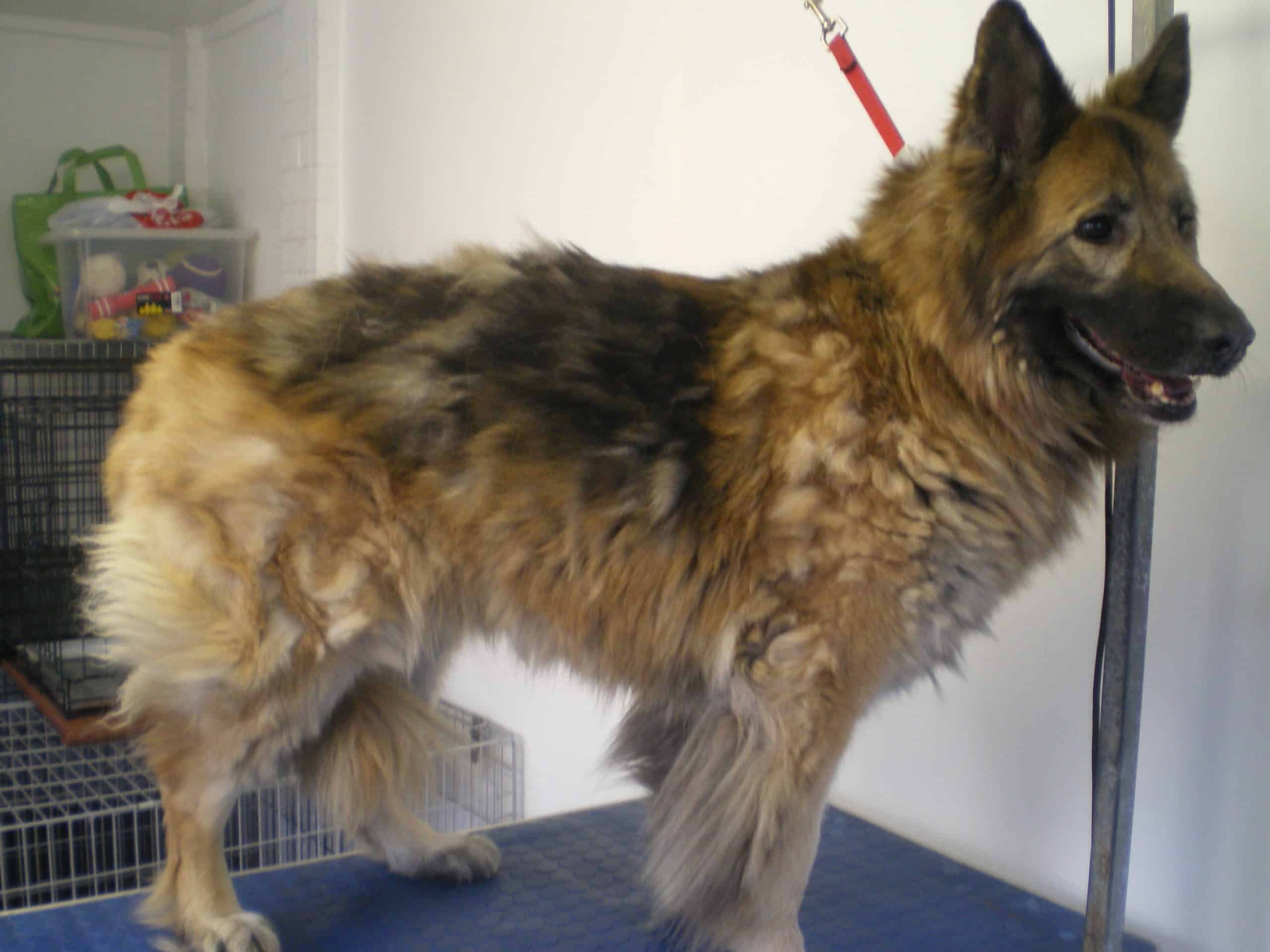 Tan German Shepard