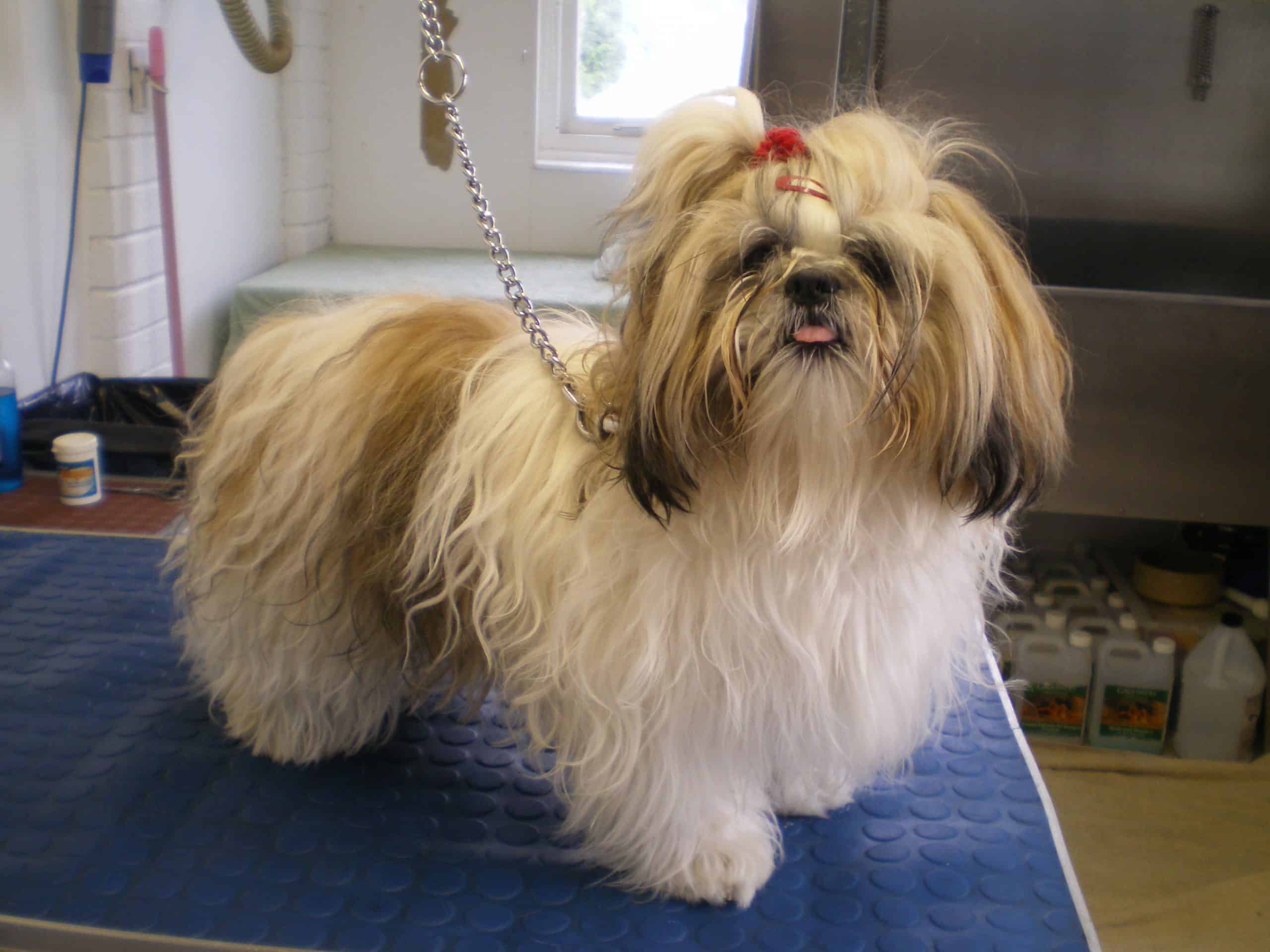 Tel Before Grooming
