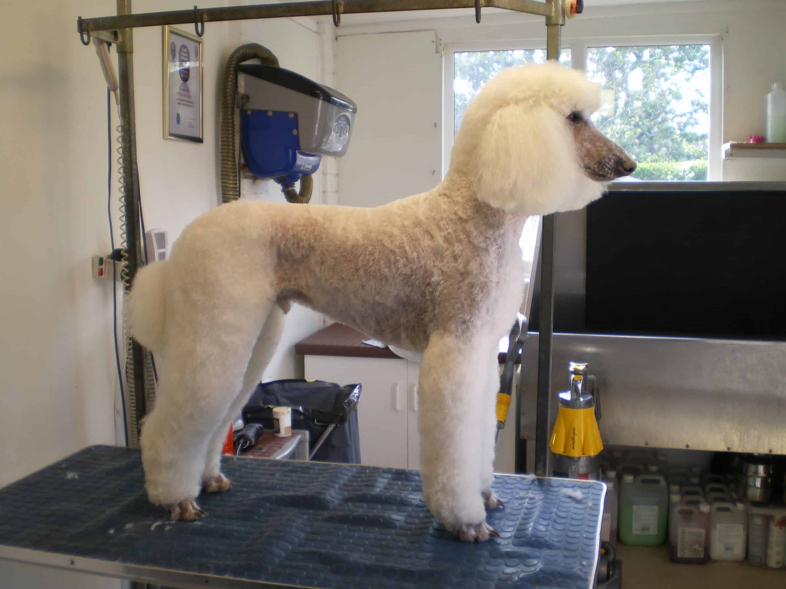 White Poodle