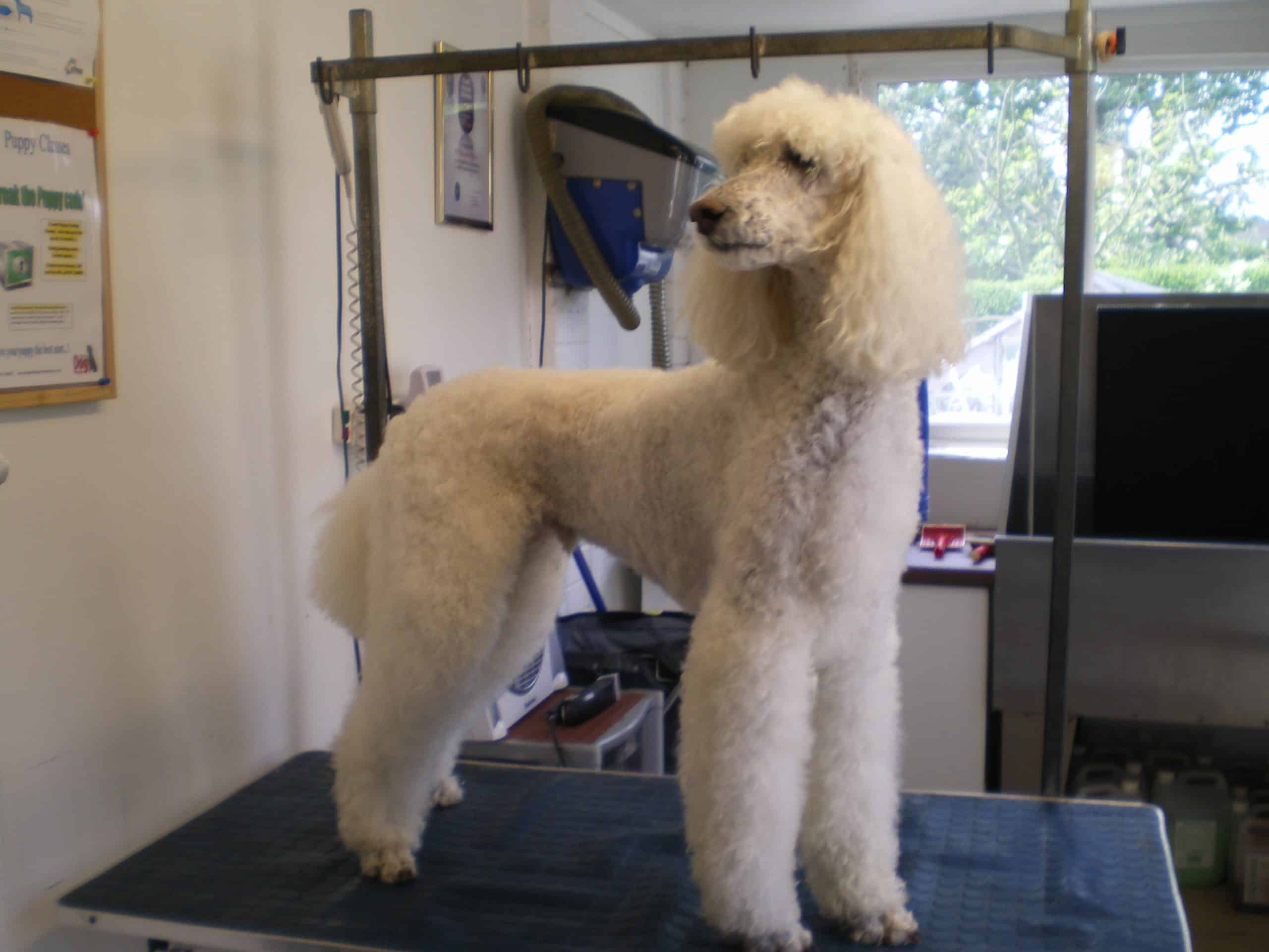White Poodle